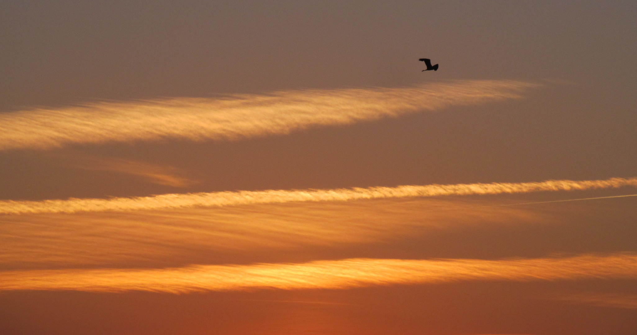 Graureiher im Sonnenuntergang