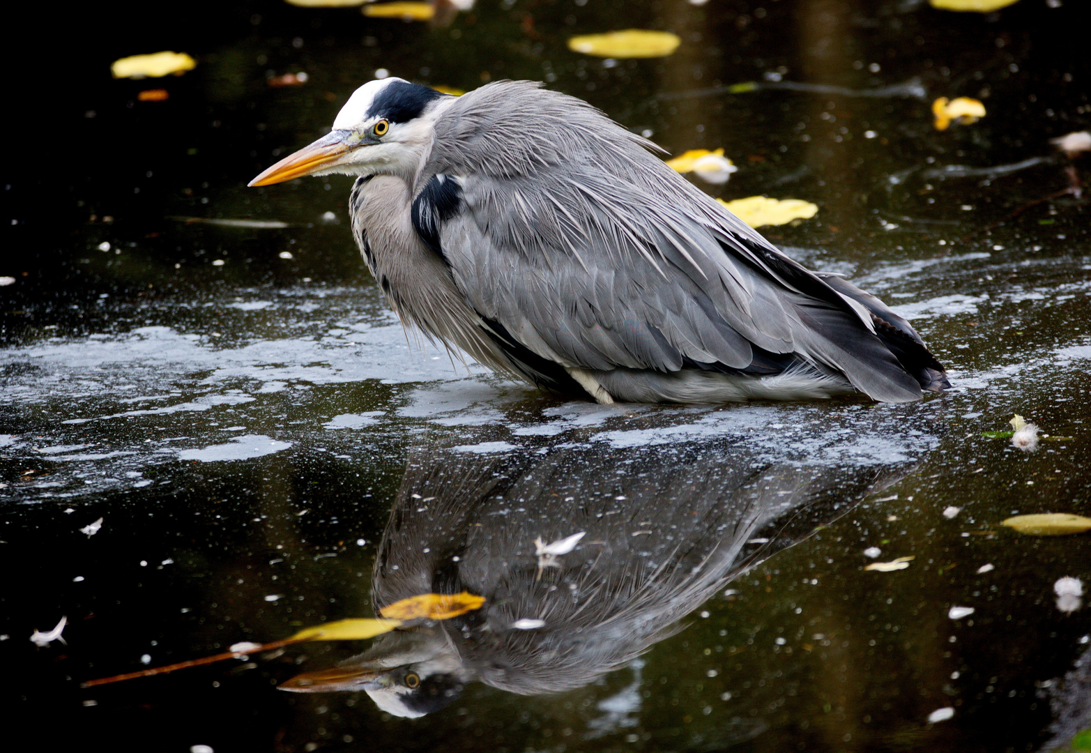   Graureiher im Spiegelbild