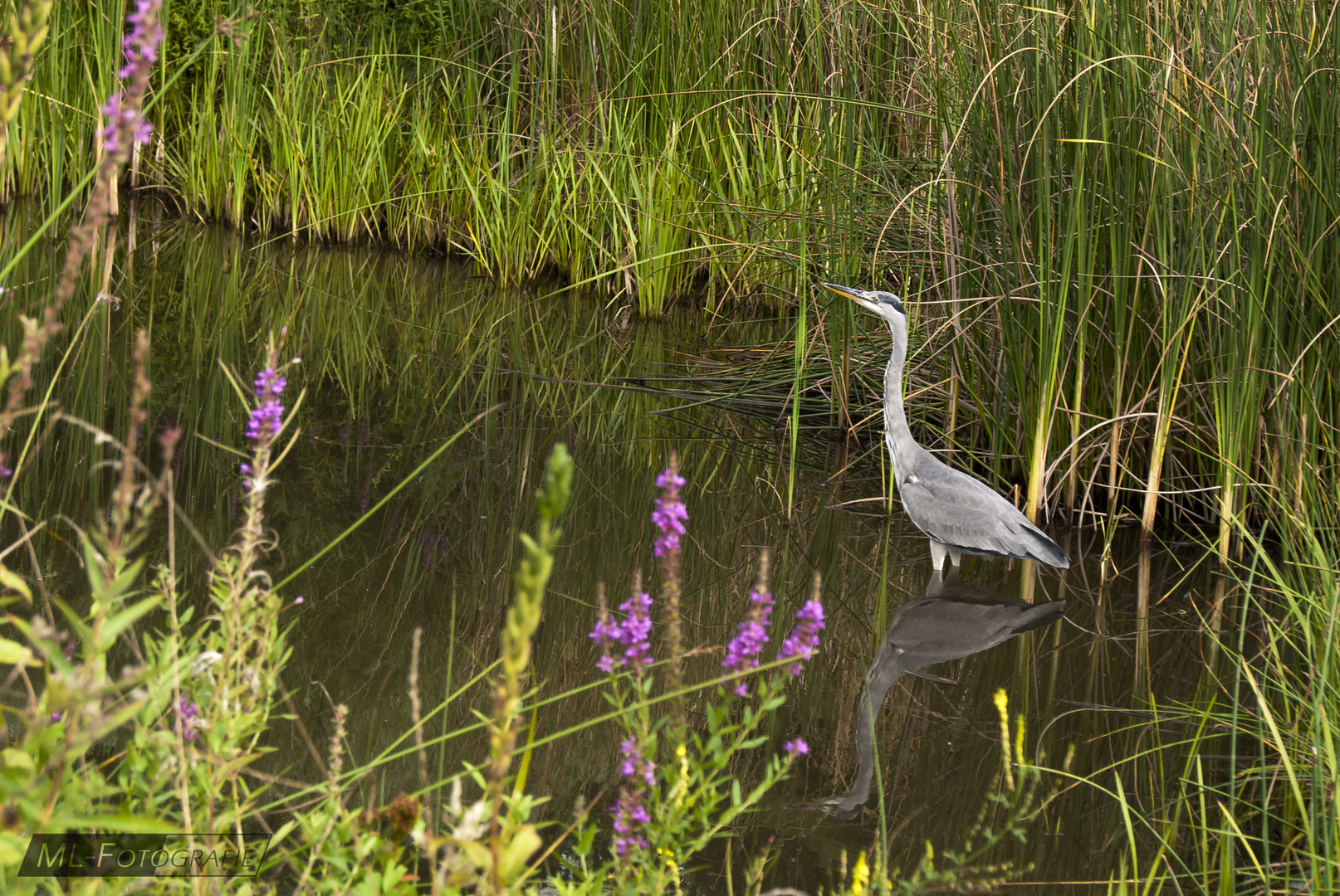 Graureiher im Teich 1