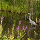 Graureiher im Teich 1