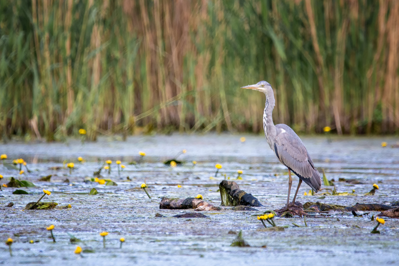 Graureiher im Teich