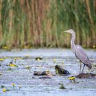 Graureiher im Teich