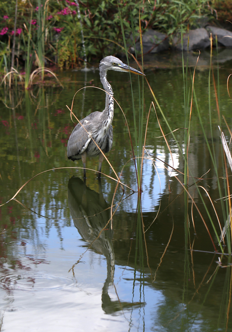 Graureiher im Teich