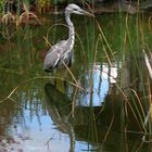 Graureiher im Teich