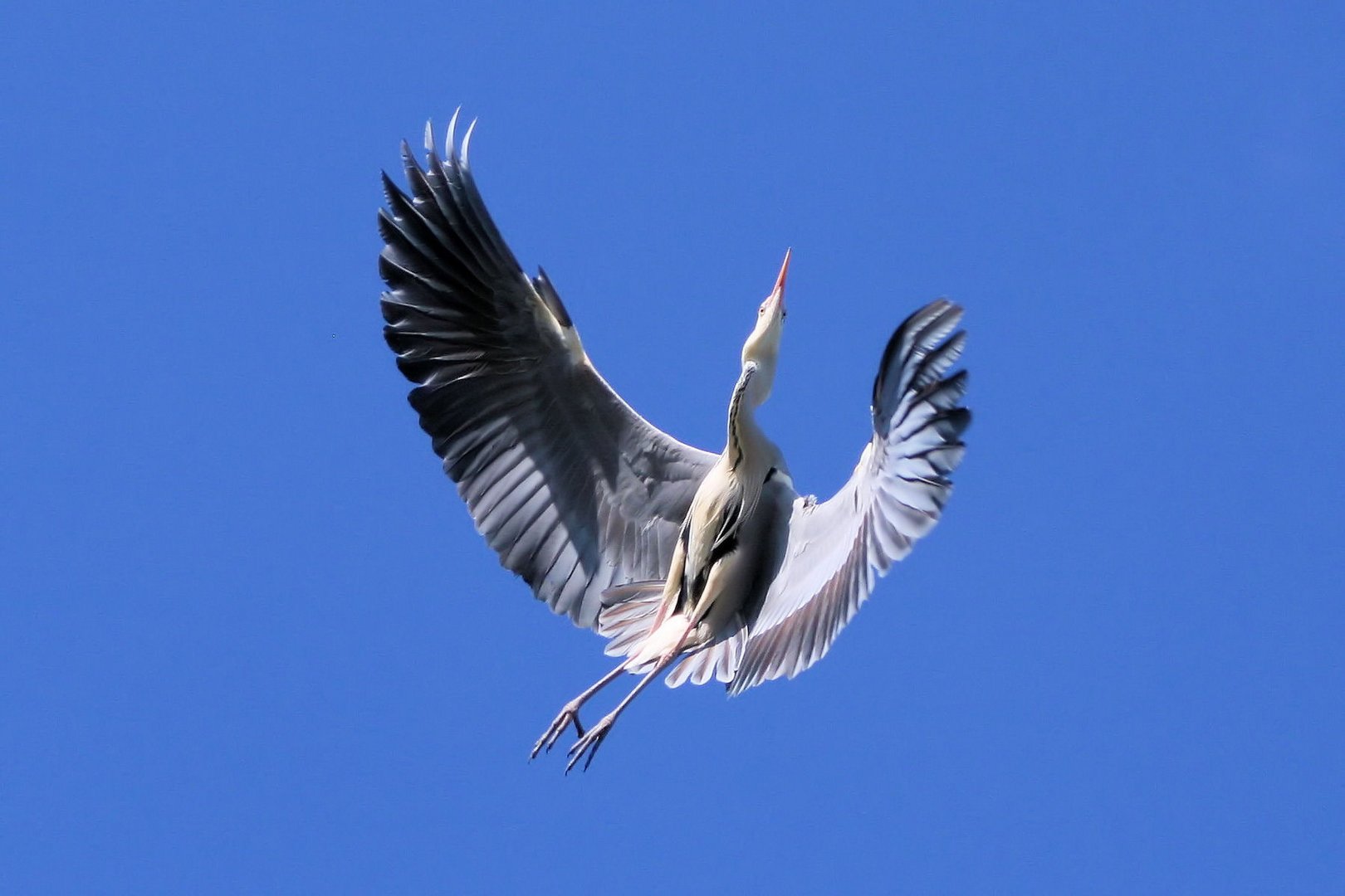 Graureiher im Überflug