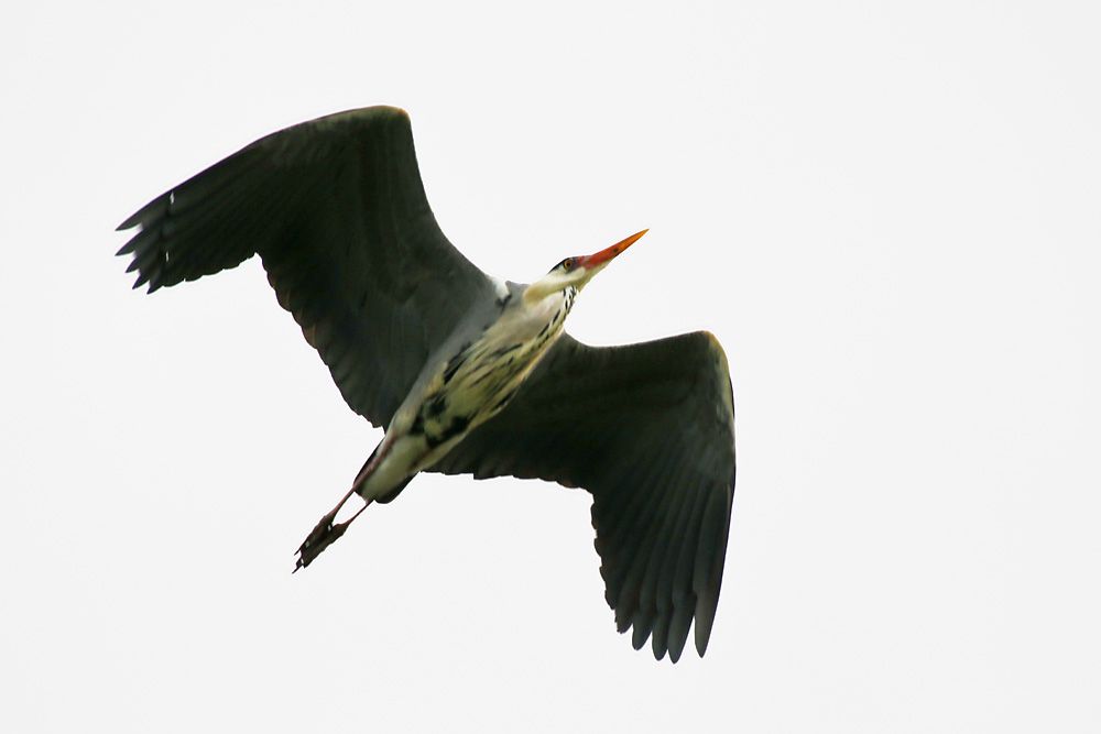 Graureiher im Überflug