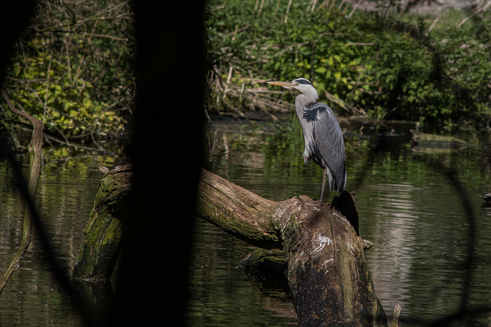 Graureiher im "Urwald"