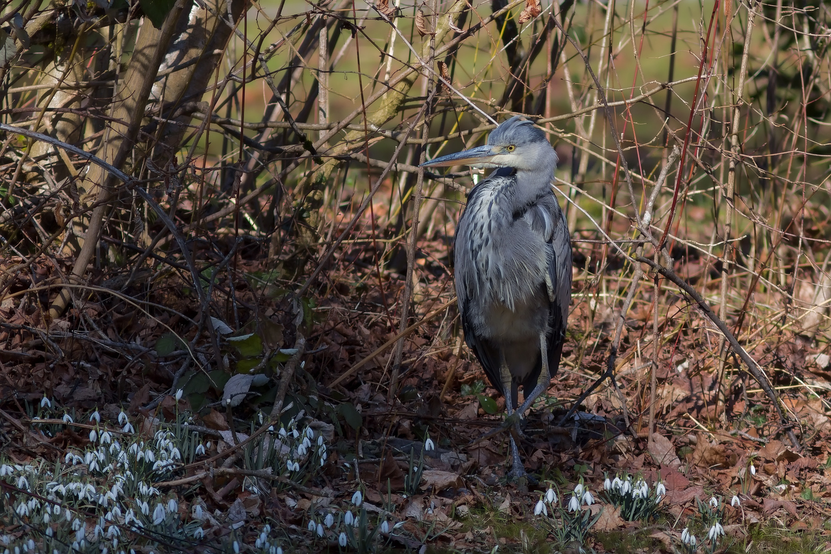 Graureiher im Versteck