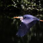 Graureiher  im "Vorbei-Flug"