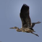 Graureiher im Vorbeiflug