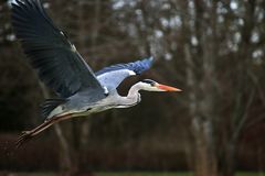 Graureiher im Vorbeiflug