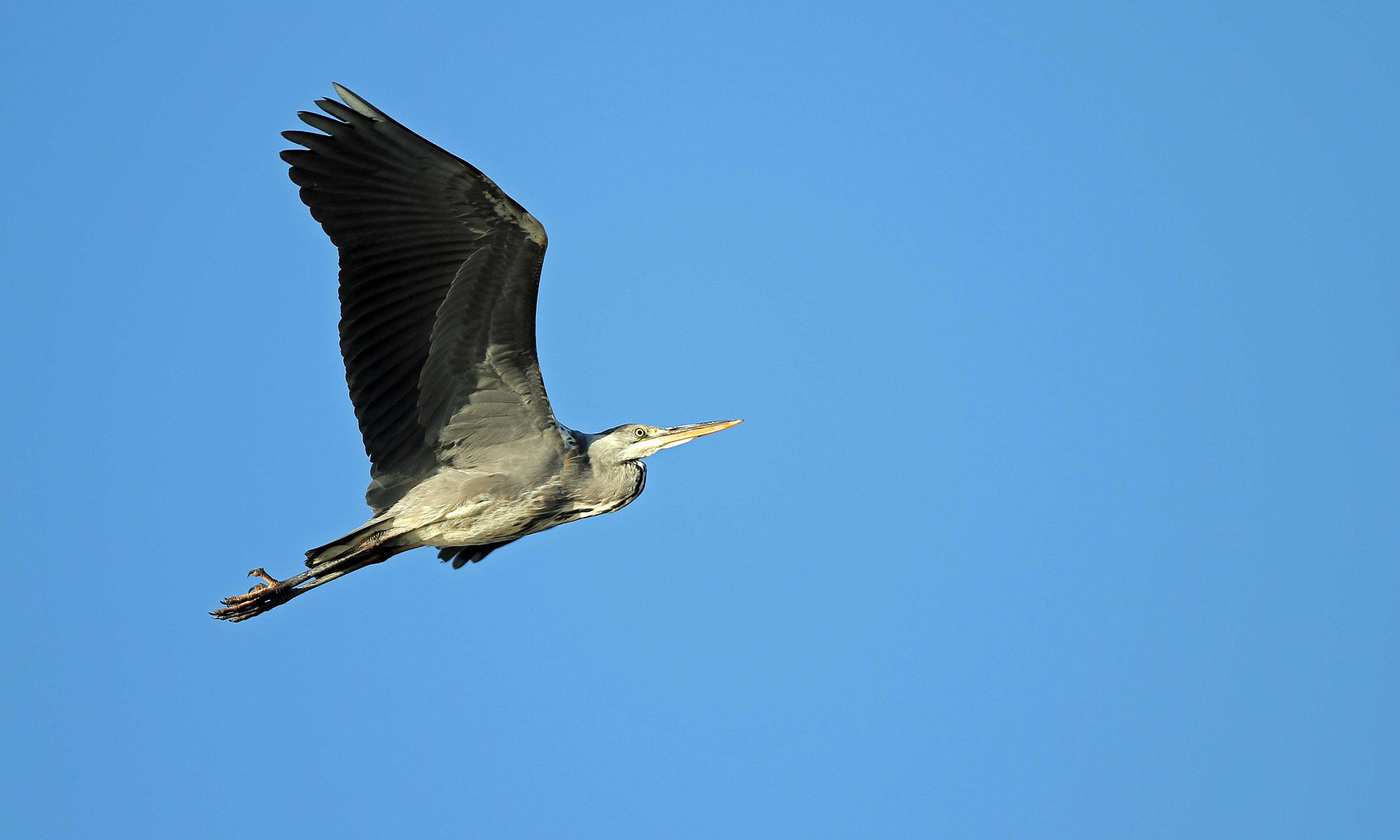 Graureiher im Vorbeiflug