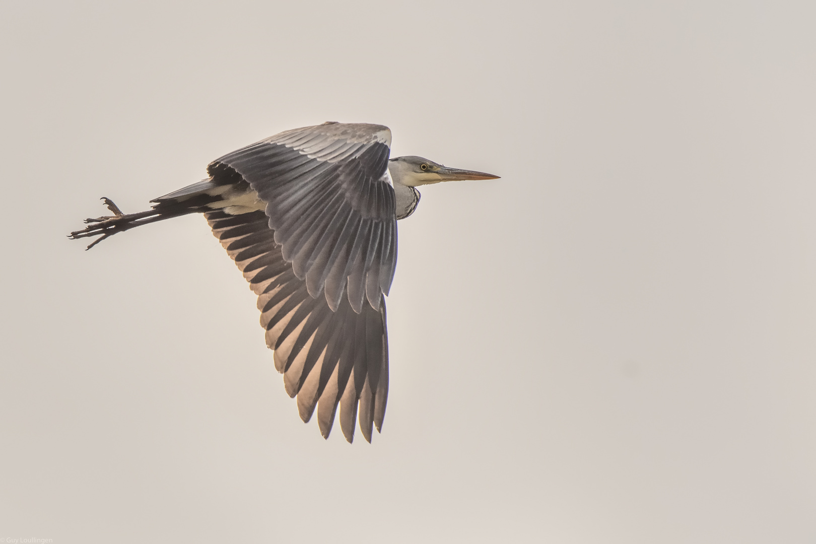 Graureiher im Vorbeiflug