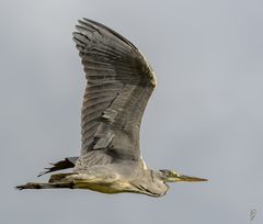 Graureiher im Vorbeiflug