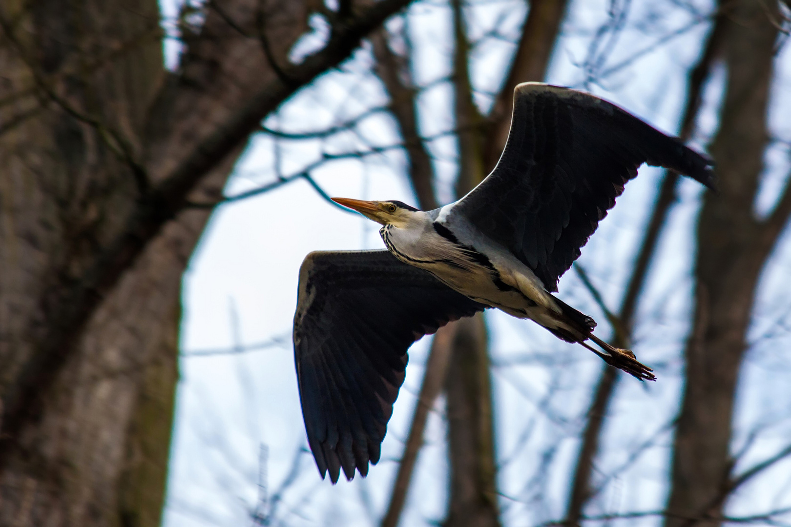 Graureiher im Vorbeiflug