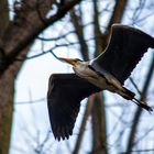 Graureiher im Vorbeiflug