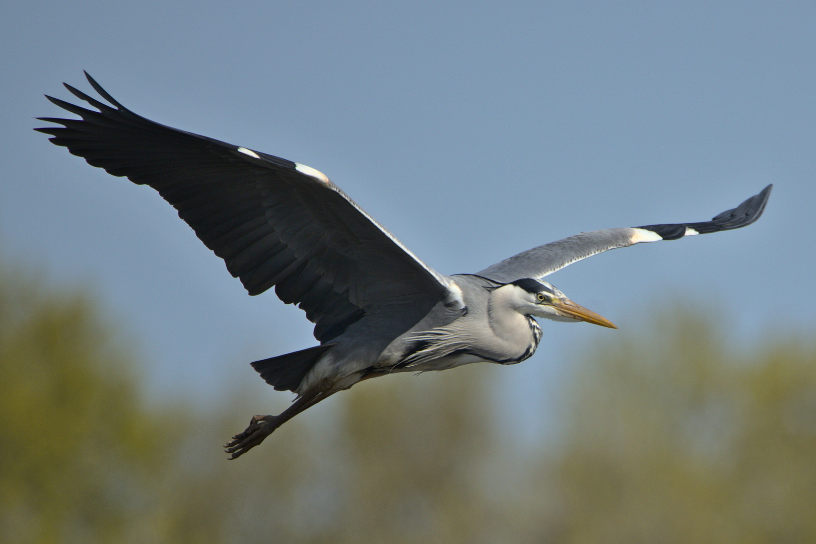 Graureiher im Vorbeiflug