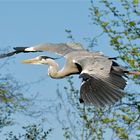 Graureiher im Vorbeiflug