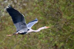 Graureiher im Vorbeiflug