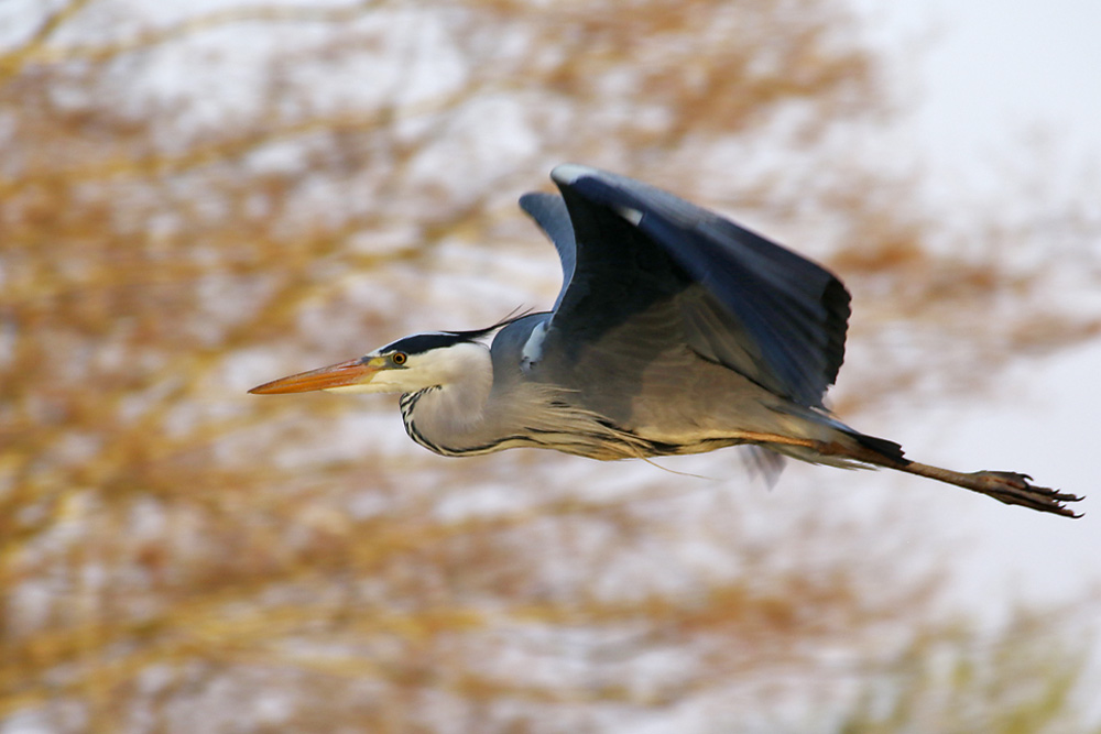 Graureiher im Vorbeiflug