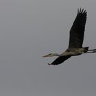 Graureiher im Vorbeiflug