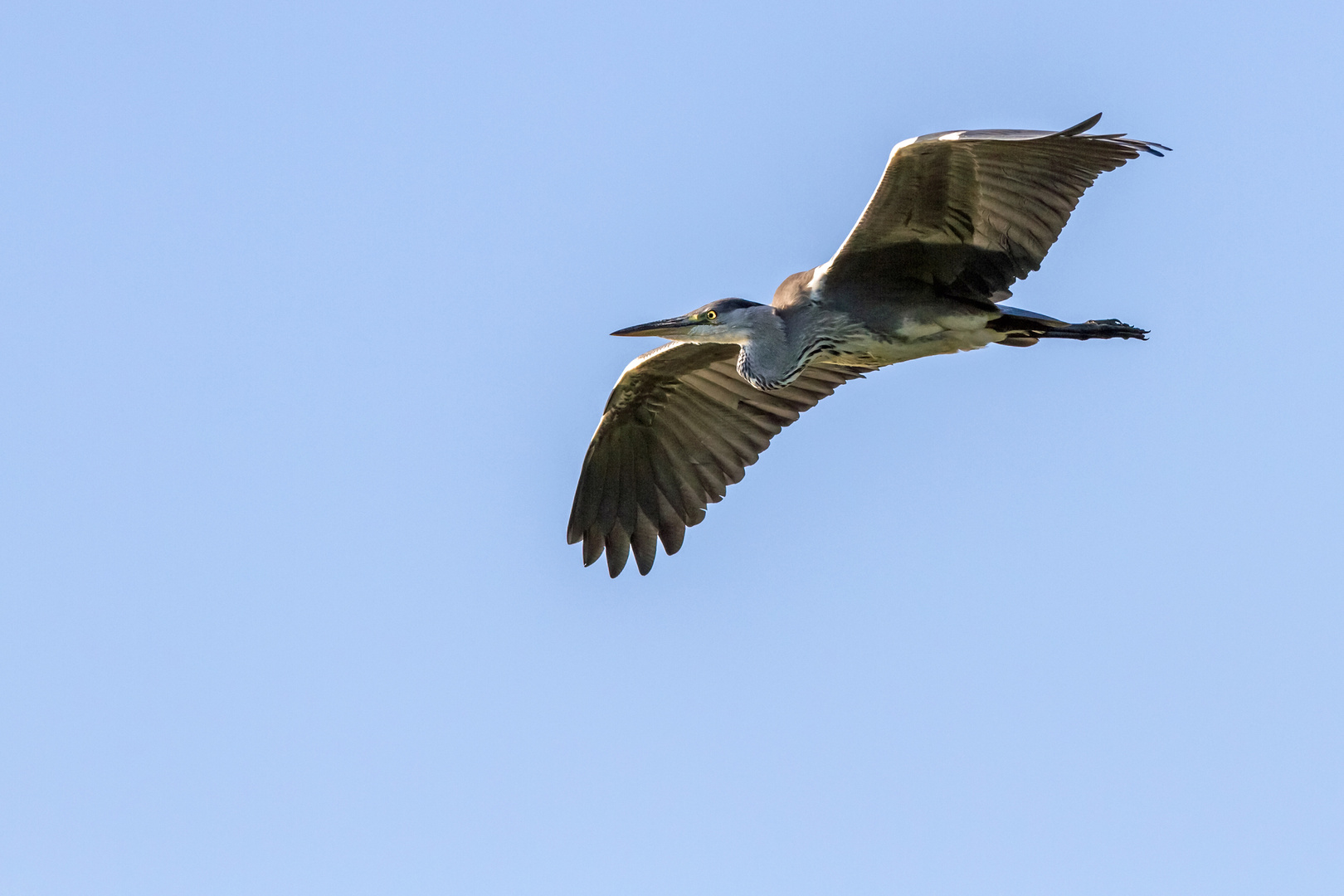 Graureiher im Vorbeiflug