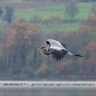 Graureiher im Vorbeiflug - überarbeitet