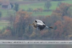 Graureiher im Vorbeiflug - überarbeitet