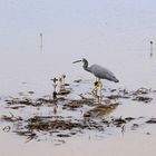 Graureiher im Wagonga Inlet,