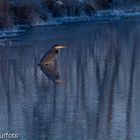 Graureiher im Wasser