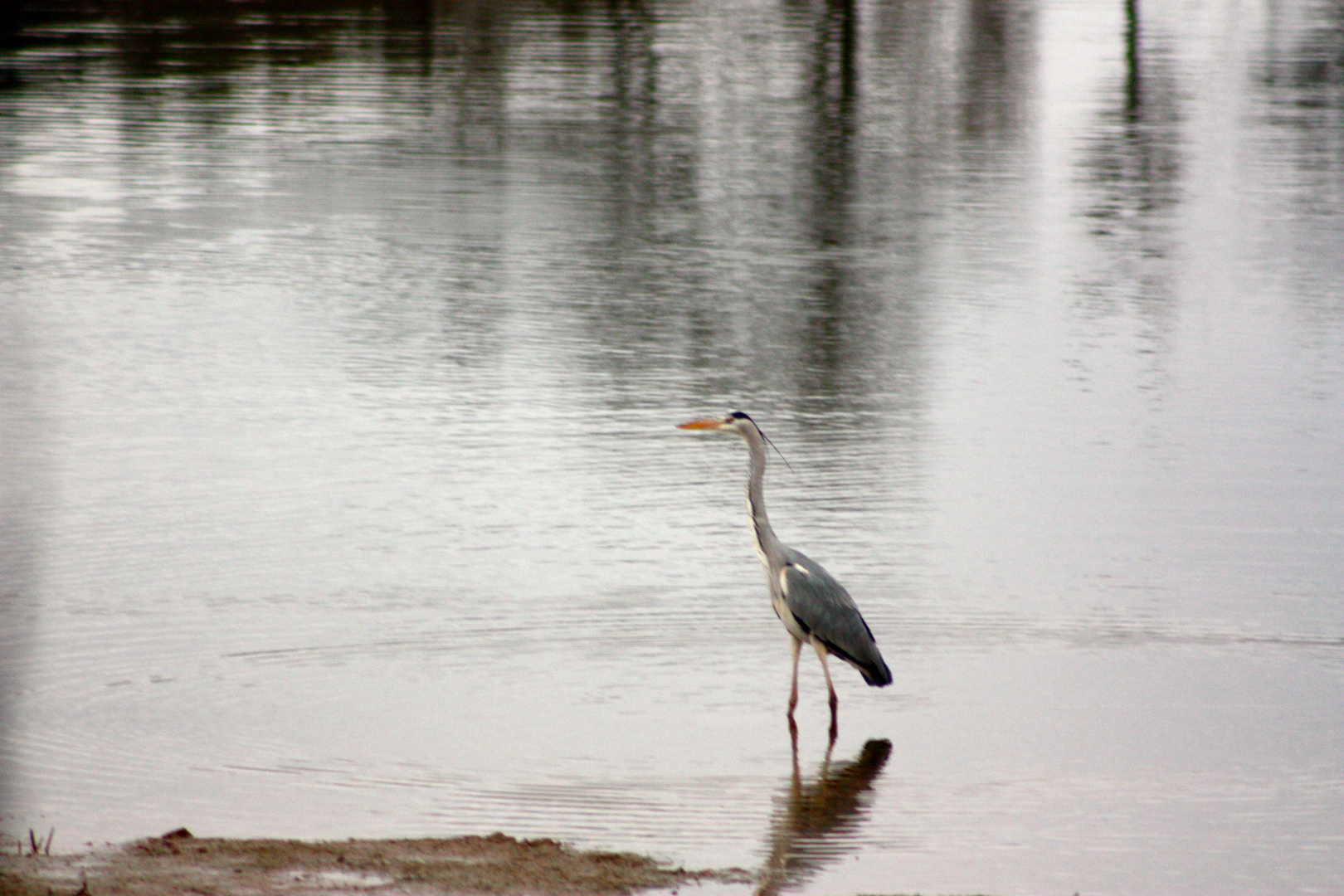 Graureiher im Wasser