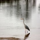 Graureiher im Wasser