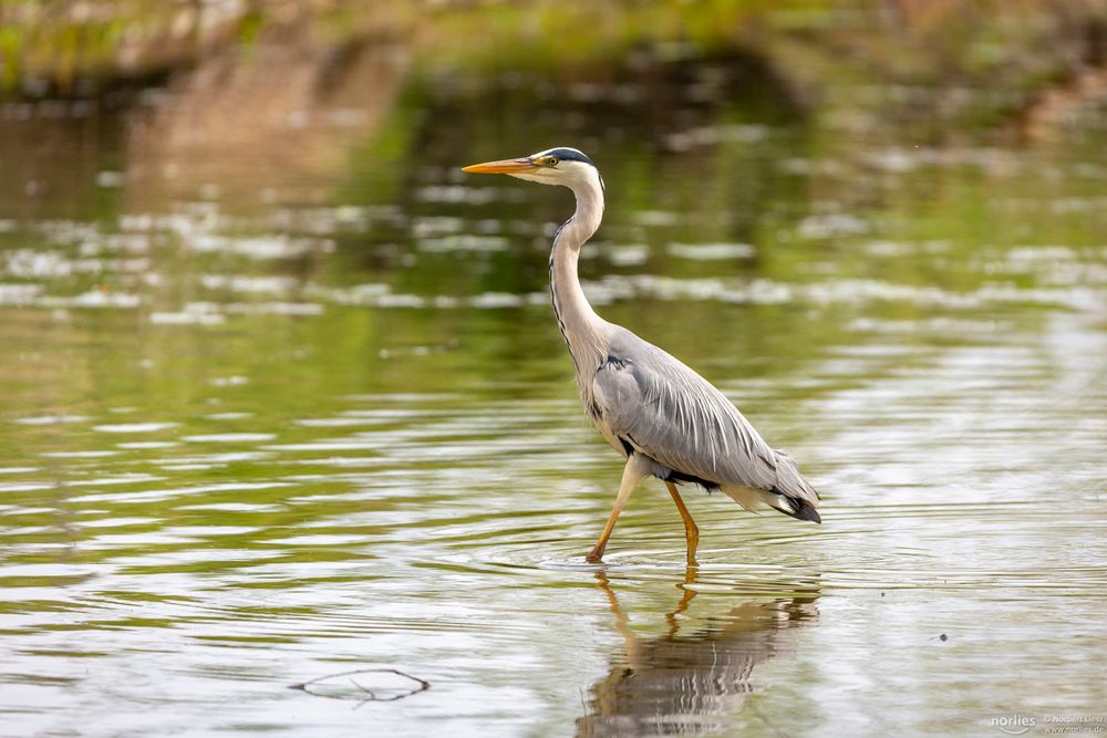 Graureiher im Wasser