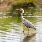 Graureiher im Wasser