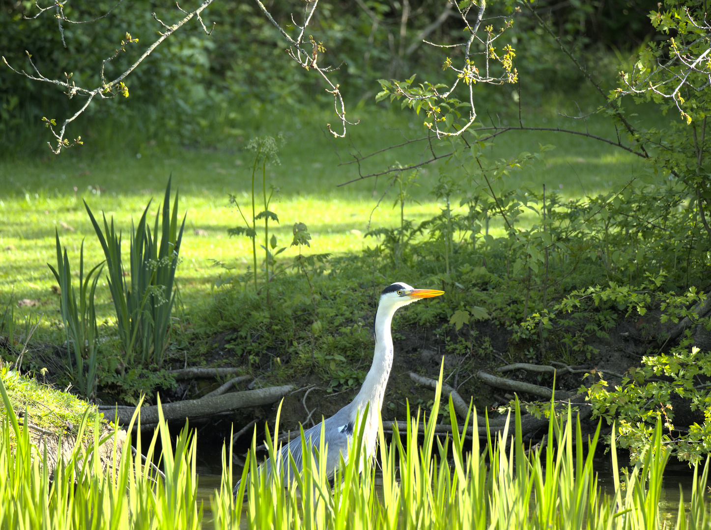 Graureiher im Wassergraben von Haus Vögeding