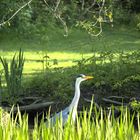 Graureiher im Wassergraben von Haus Vögeding