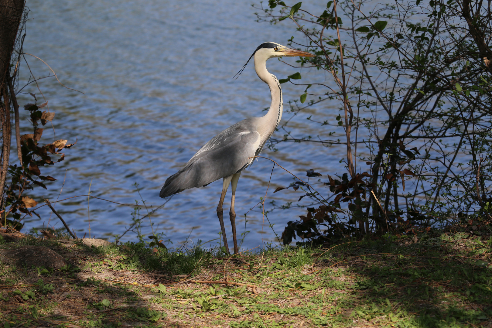 Graureiher im Wasserpark