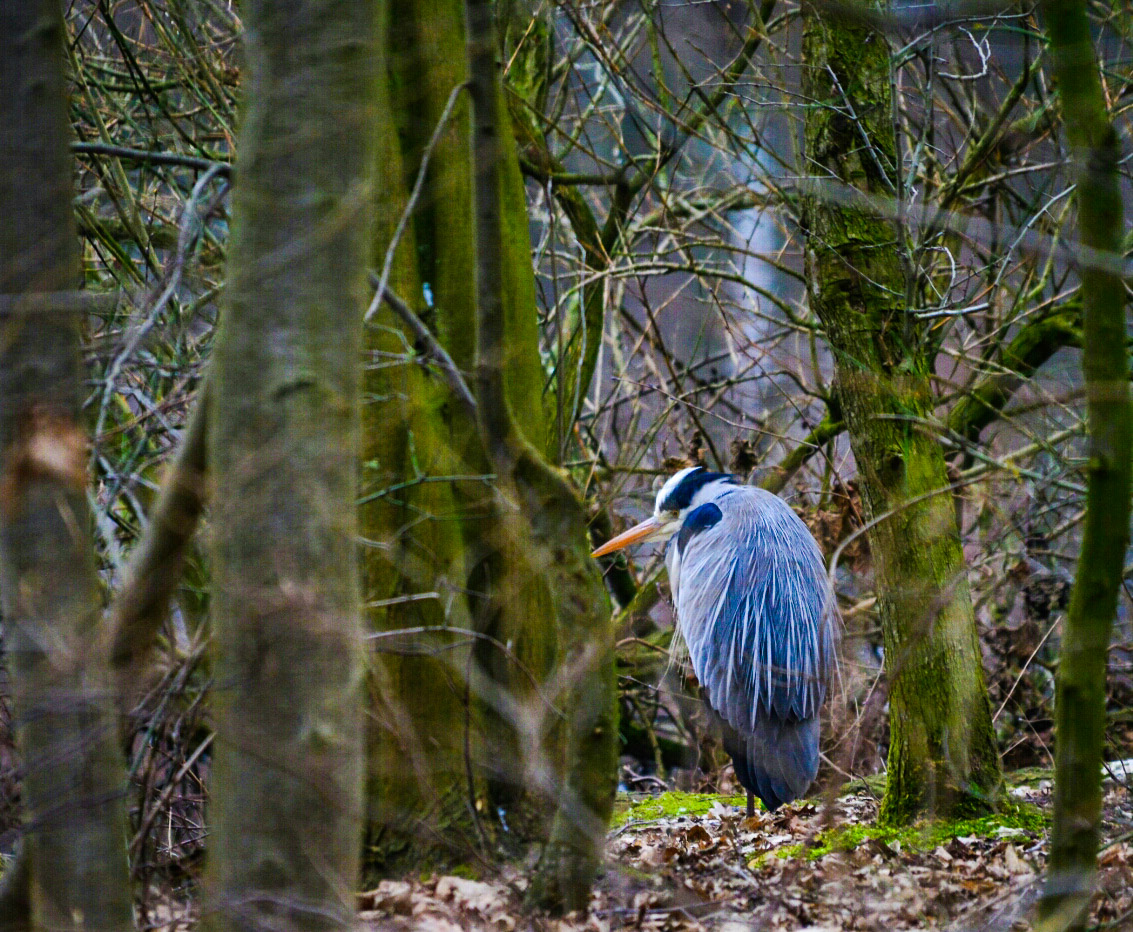 Graureiher im Winter