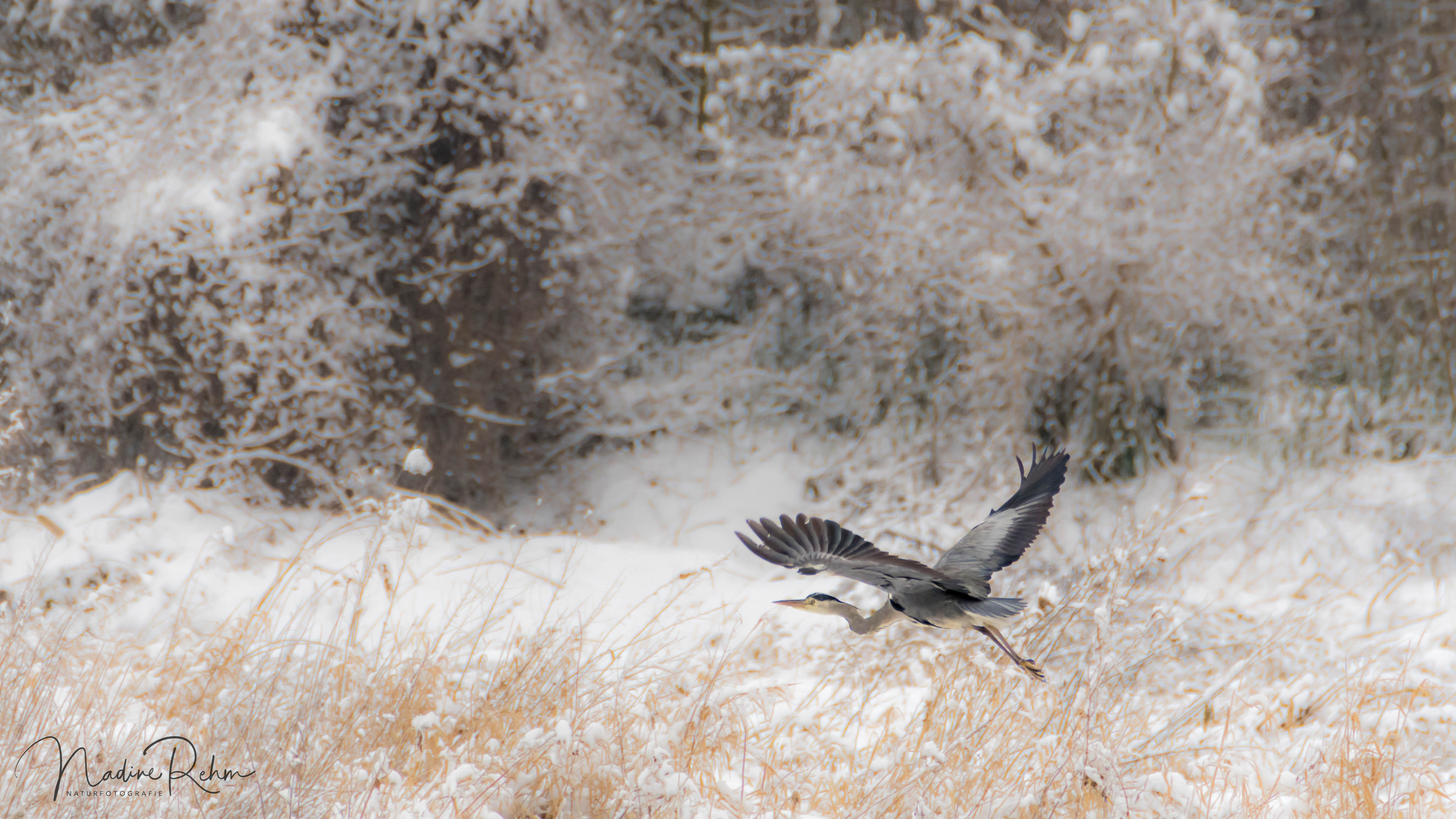 Graureiher im winterwonder land 