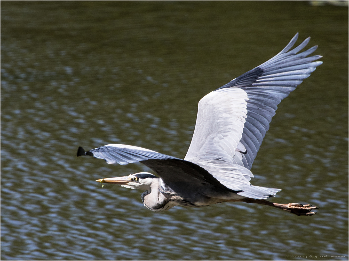 Graureiher im Z...flug