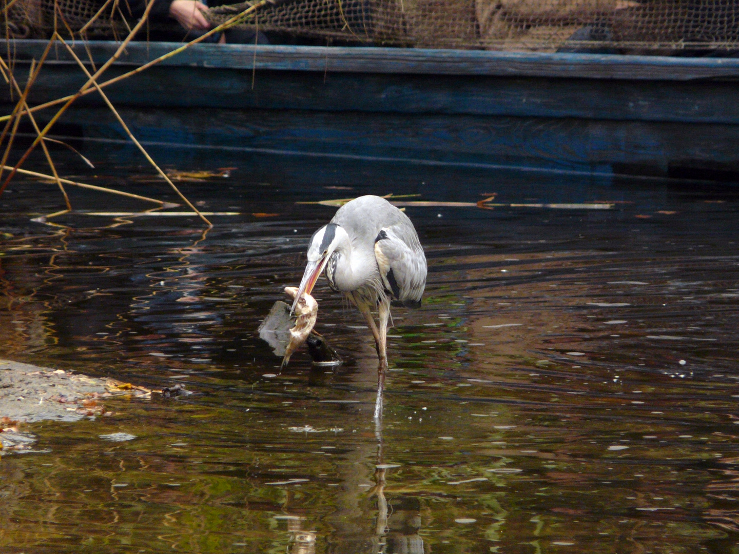 Graureiher im Zoo Hannover