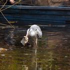 Graureiher im Zoo Hannover