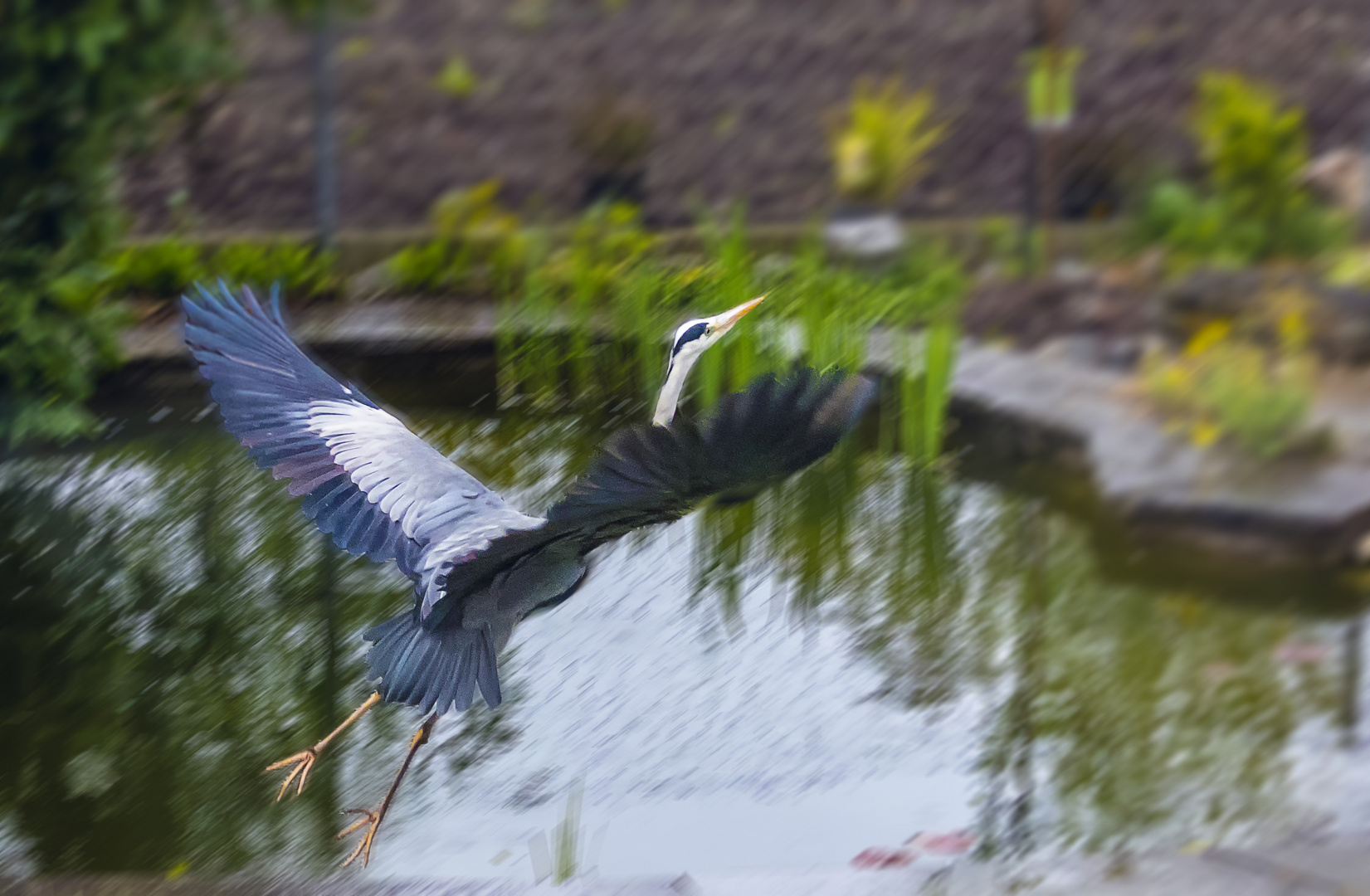 Graureiher in Abflug