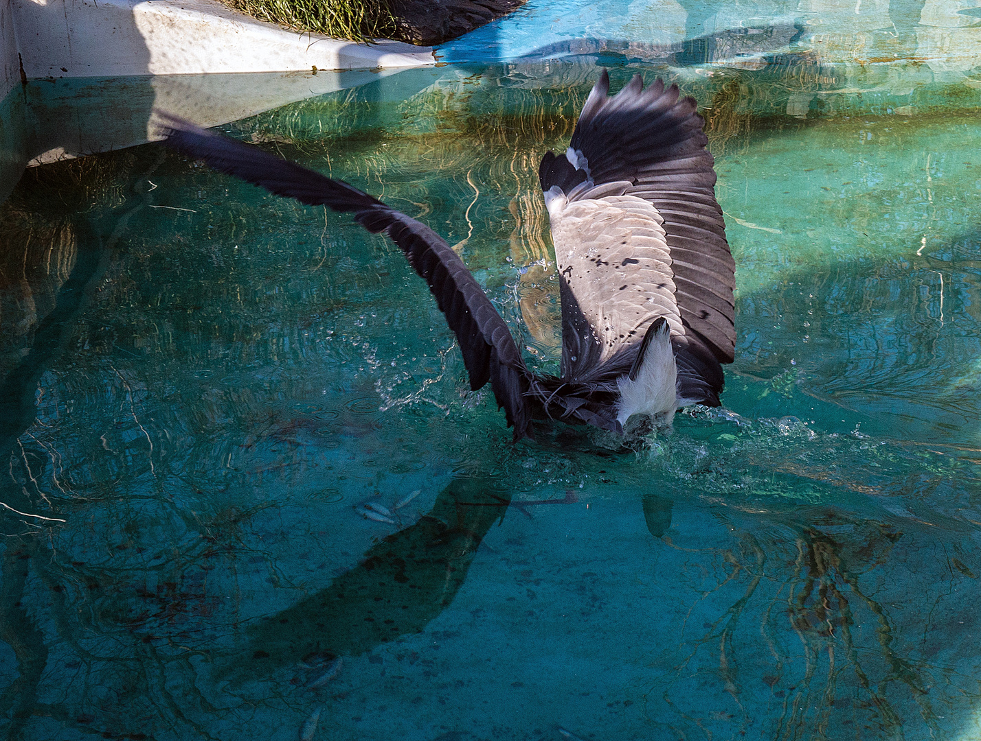 Graureiher in Aktion I- Abtauchen im Pinguin-Becken