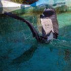 Graureiher in Aktion I- Abtauchen im Pinguin-Becken