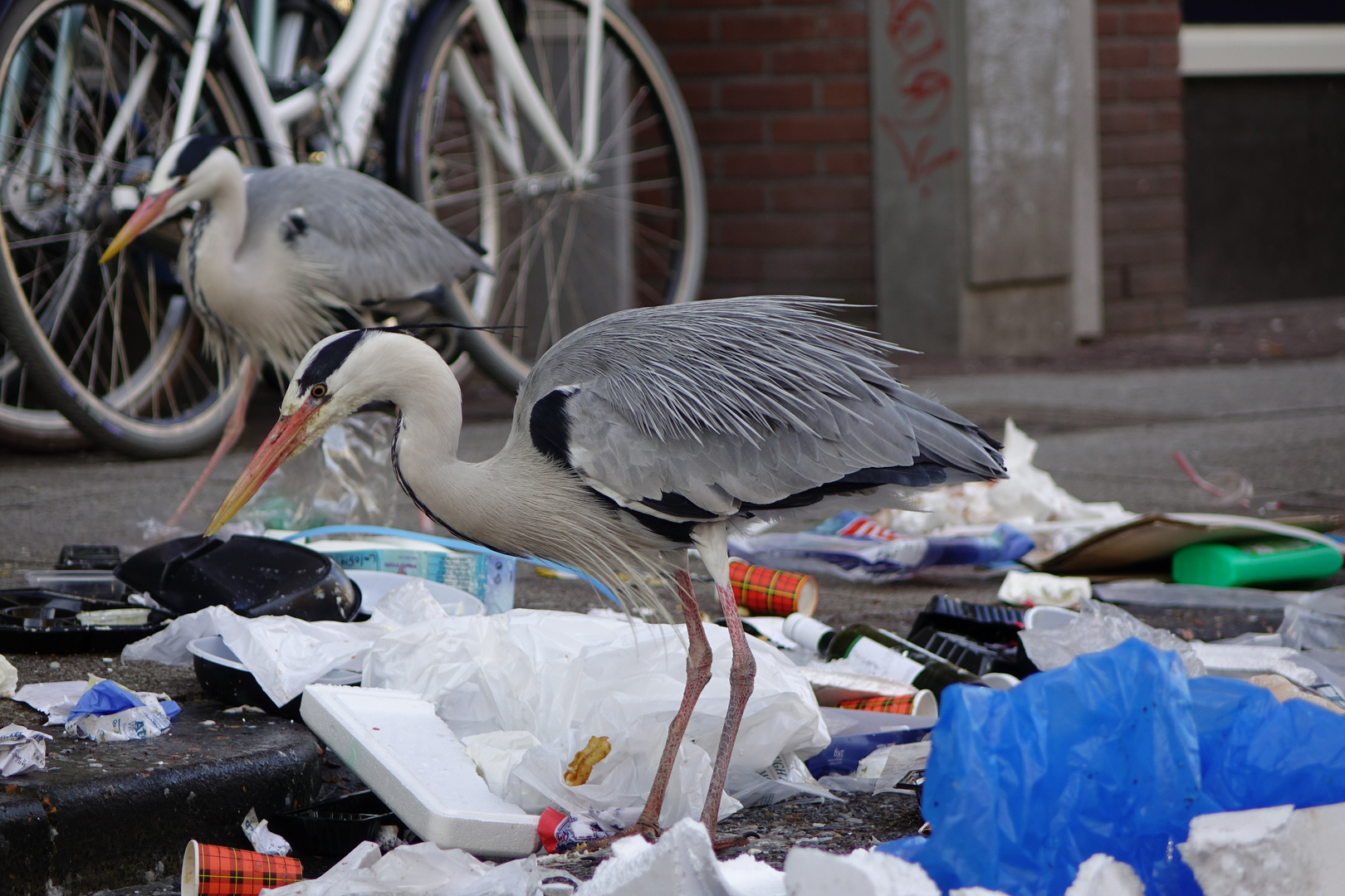 Graureiher in Amsterdam