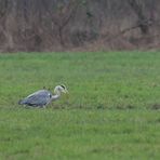 Graureiher in Beeden