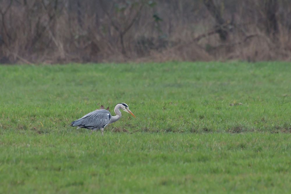 Graureiher in Beeden