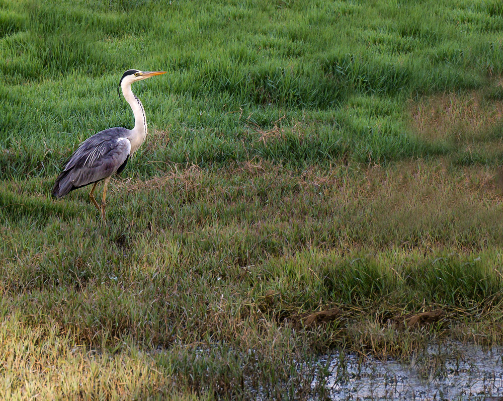 Graureiher in Bharatpur (Indien)