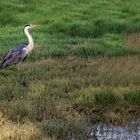 Graureiher in Bharatpur (Indien)